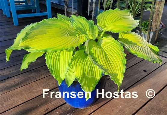 Hosta Amalia